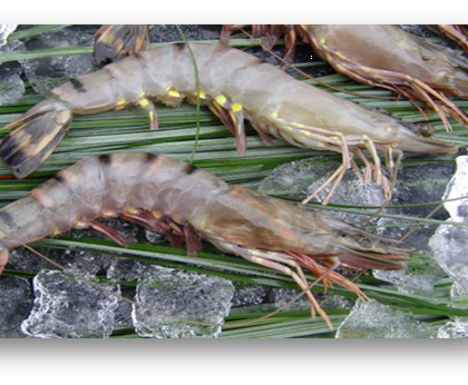 Black Tiger Garnelen HOSO MVNIQ Seafood, 1 kg